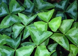 oxalis-triangularis-fanny.i-5350.s-14574.r-1_1024x1024 (1)